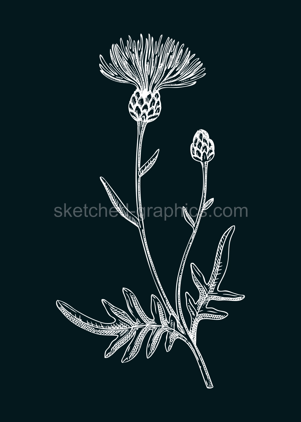 Greater knapweed vector illustration. Hand drawn summer flower sketch. Wildflower drawing on chalkboard. Meadows or woodlands flowering plant. Floral design element  Illustration